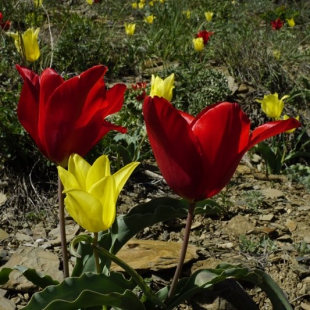 Tulipa sosnowski & florenskyi